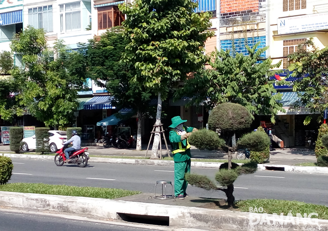 Một công nhân Đội Cây xanh Sơn Trà đang cắt tỉa cây xanh trên đường  Ngô Quyền.