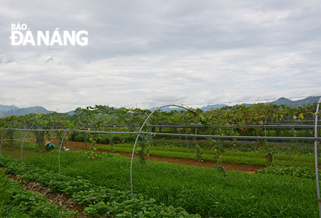 Một vùng rau chuyên canh của nông dân Hòa Vang.