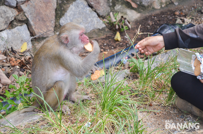 Một cá thể khỉ được du khách cho ăn với miếng bánh trên tay. Ảnh chụp vào sáng 26-9.