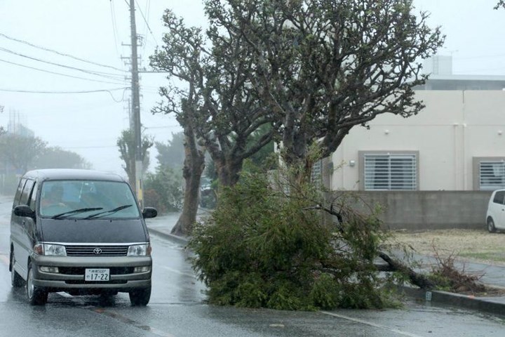 Bão Trami quật đổ cây cối tại Itomnan, trên đảo Okinawa. Ảnh: EPA