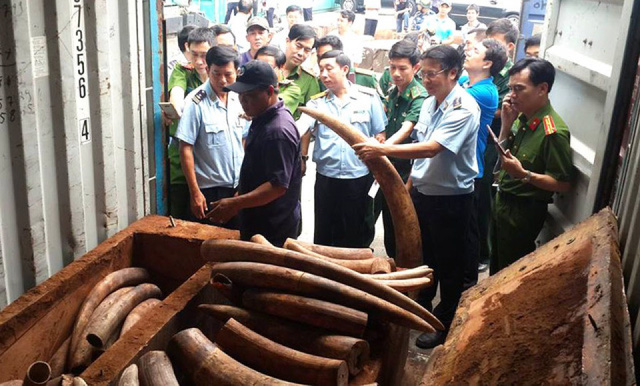 Bắt giữ số lượng lớn ngà voi, vảy tê tê tại cảng Tiên Sa