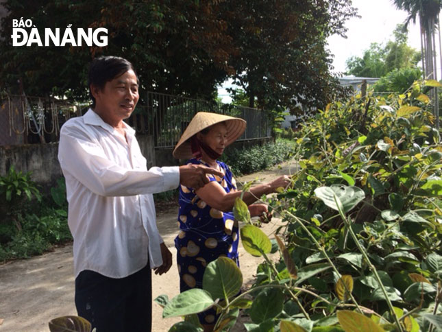 Ông Ngô Văn Xí hướng dẫn người dân thôn Phong Nam cắt tỉa, thu hoạch rau mơ trên tường rào, cổng ngõ.