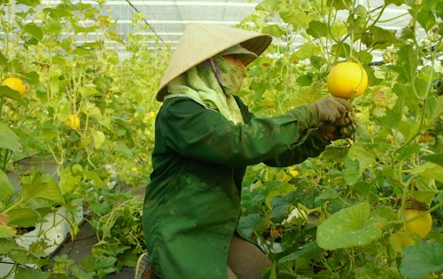 A farmer harvests melons in Hòa Ninh Commune, Đà Nẵng City. - Photo VGP Read more at http://vietnamnews.vn/economy/467949/da-nang-eyes-hi-tech-farms.html#eJeLAi0JRrg2JXVy.99