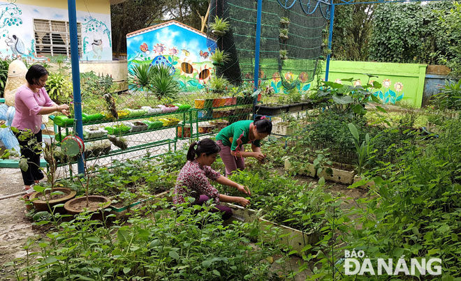 “Vườn rau sạch cho bé” góp phần làm nên bữa ăn dinh dưỡng cho trẻ ở Trường mầm non Hòa Tiến 1, huyện Hòa Vang. Ảnh: V.T.L