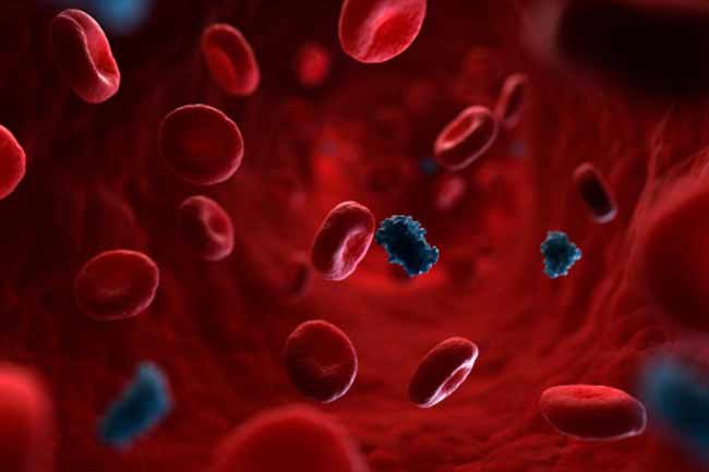 Giúp cơ thể hình thành hemoglobin: Dầu ô liu chứa một lượng sắt đáng kể, một nhân tố chủ chốt trong việc hình thành hemoglobin (là một protein vận chuyển oxy đi khắp cơ thể thông qua máu). Sắt cũng giúp hình thành các enzim giúp điều hòa chức năng miễn dịch và sự phát triển nhận thức.