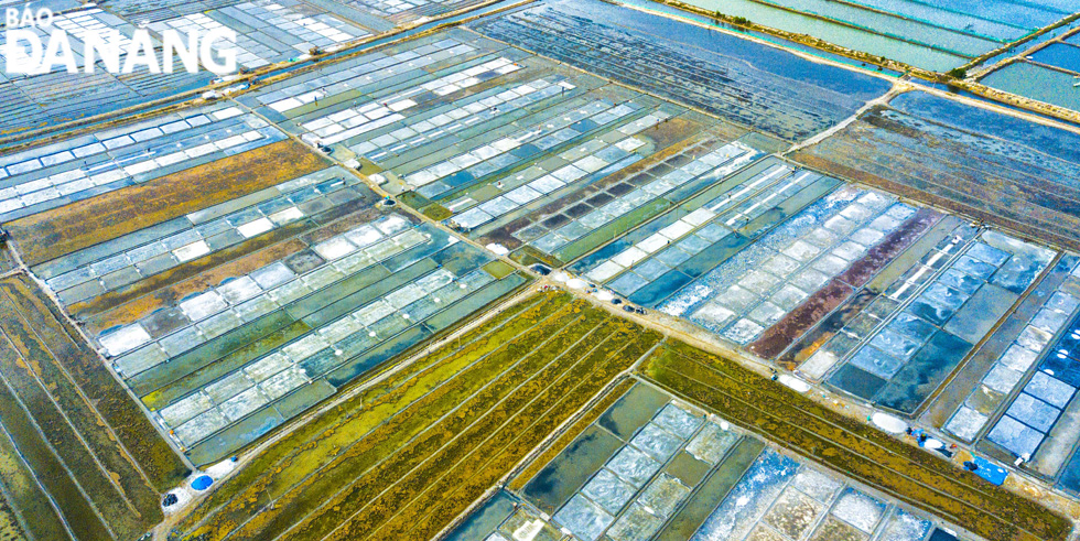 Cánh đồng muối Sa Huỳnh với diện tích sản xuất hơn 116 ha.
