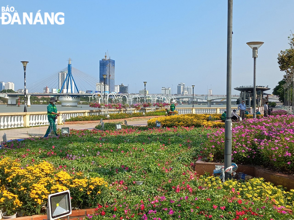Các điểm nhấn không gian cảnh quan ven sông Hàn tiếp tục được trang trí hoa để đón Tết Quý Mão 2023. Ảnh; TRIỆU TÙNG