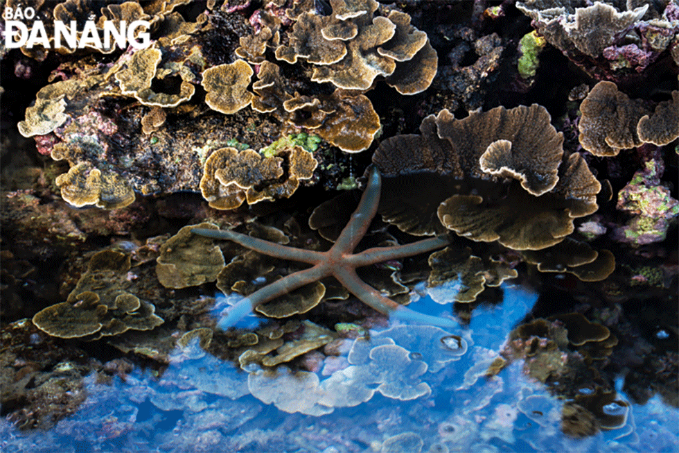 Gò san hô có hai loại, san hô mềm và san hô cứng. San hô mềm là san hô non mới nhú ra như nụ hoa rất dễ rụng nếu dùng tay hoặc vật cứng tác động vào. Còn san hô già là đã cứng nhưng giòn, khi giẫm đạp lên dễ bị gãy, chết, sóng biển đánh dạt vô bờ. 