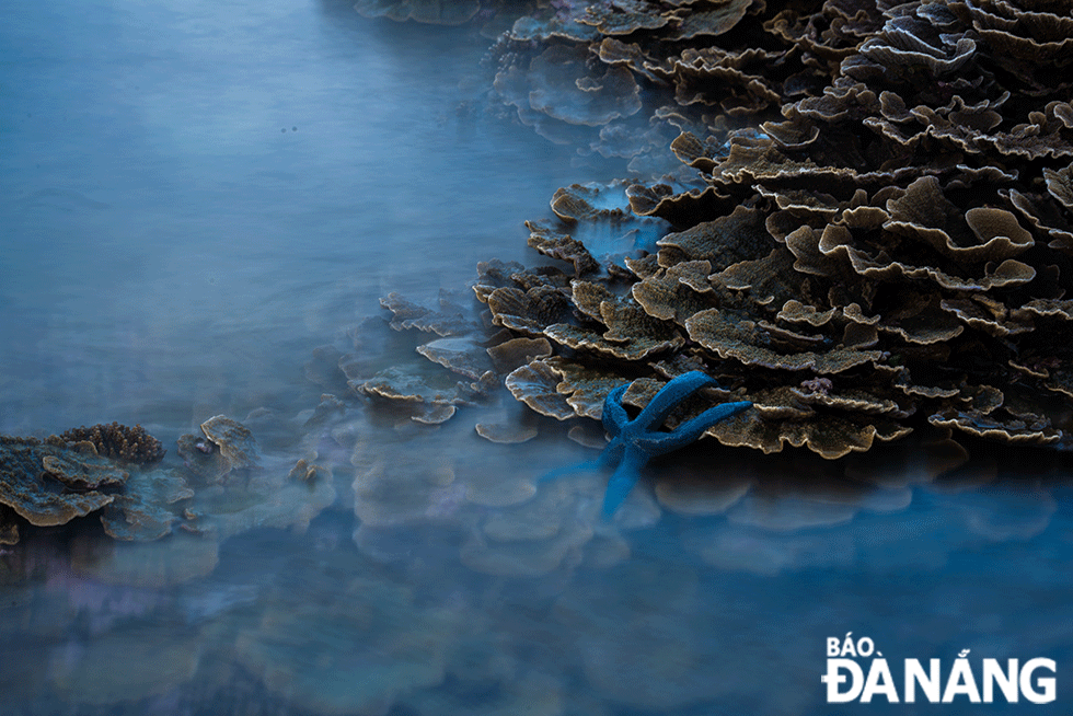 Các loại san hô ở đây có hình dáng rất đẹp, có loại mang nhiều màu sắc khác nhau, có loại nở ra như một đóa hoa xinh đẹp.