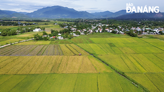 Khoảng 52 hộ nông dân tham gia mô hình trình diễn giống lúa mới với tổng diện tích 6ha tại thôn Dương Lâm 2, xã Hòa Phong