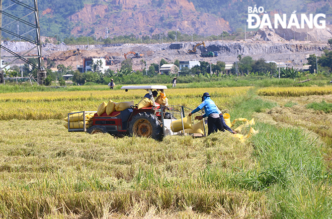 Những ngày này, trên các cánh đồng trên địa bàn xã Hòa Tiến, Hòa Phong... không hiếm những hình ảnh người dân tất bật thu hoạch lúa vụ Hè Thu.