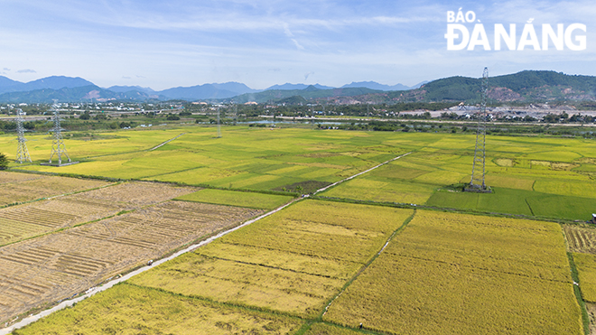 Tổng diện tích sản xuất lúa được thu hoạch trên địa bàn xã Hòa Tiến được 150/240ha, năng suất trung bình năm nay cao hơn so với cùng kỳ.