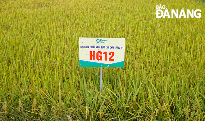 Khu vực trồng thử nghiệm giống lúa HG12.