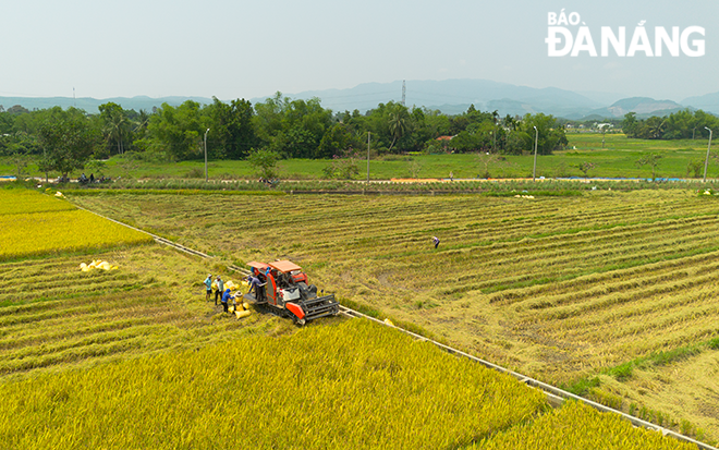 Theo Trung tâm Khuyến ngư nông lâm, các giống lúa được trình diễn đều có năng suất và chất lượng ổn định.