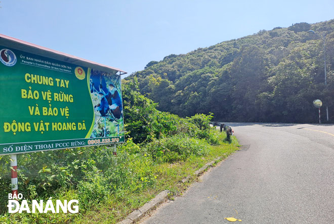 Along the road leading to the Son Tra Peninsula, there are many instruction signs on preserving the destination. Photo: K.H