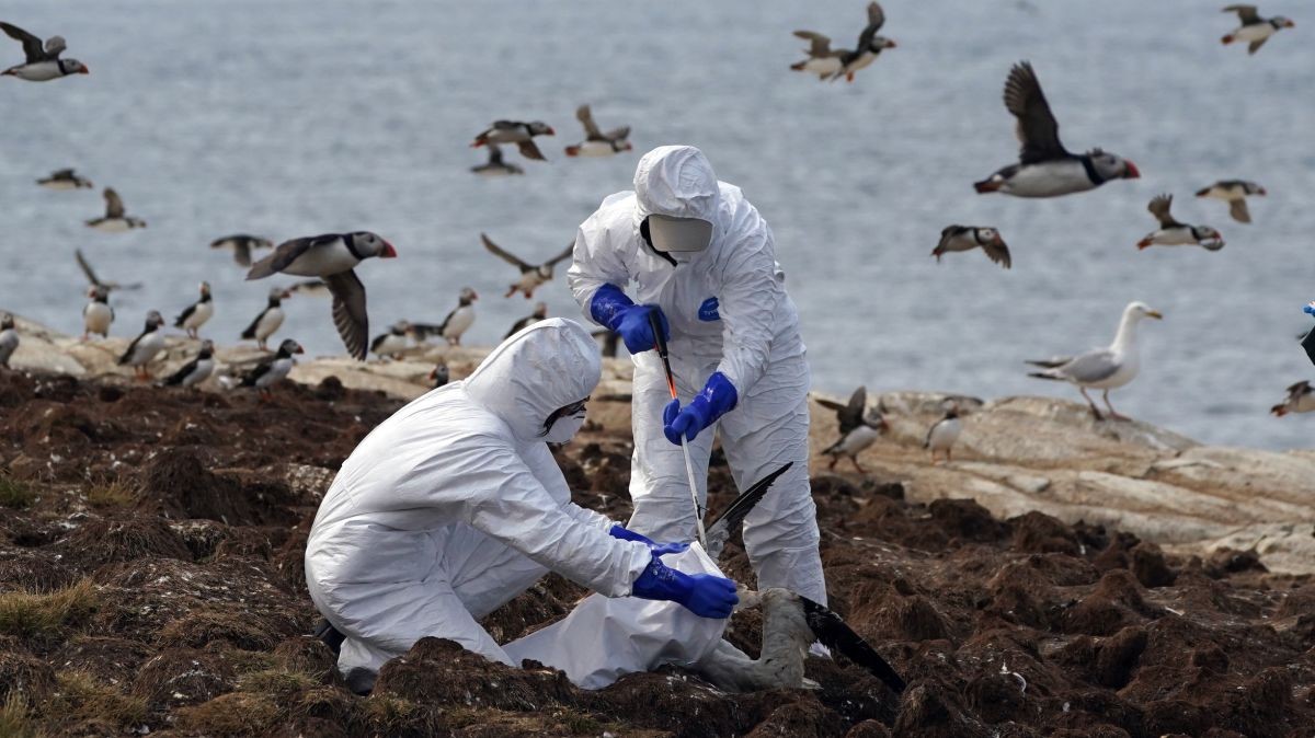 Các nhân viên đang dọn dẹp xác những con chim bị chết trên một trong những đảo thuộc quần đảo Farne ngoài khơi bờ biển Northumberland của Vương quốc Anh.  Ảnh: Owen Humphreys/PA	