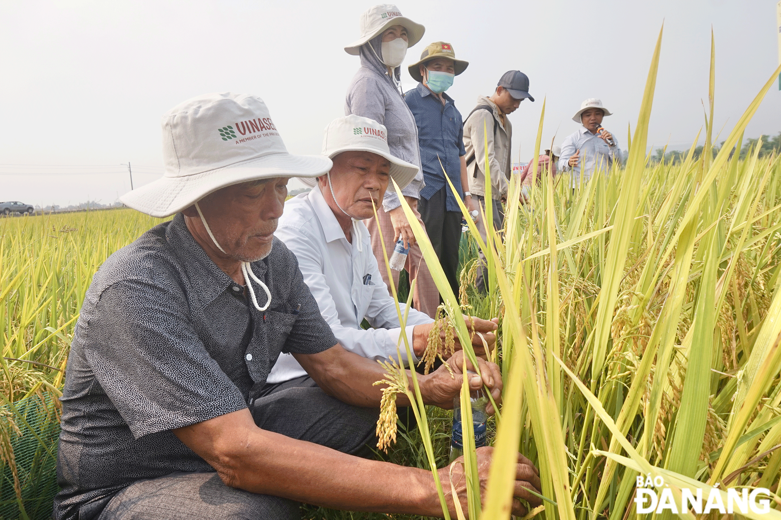 Nghiệm thu mô hình trình diễn các giống lúa mới tại thôn Dương Lâm 2, xã Hòa Phong trong vụ đông xuân 2023-2024. Ảnh: VĂN HOÀNG