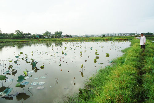  Very few lotus plants in this lake