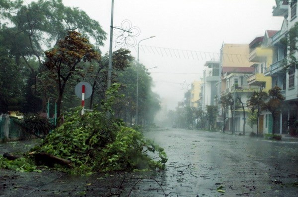 Cây xanh bị gió quật gãy đổ trên các tuyến phố nội thành thành phố Móng Cái (Quảng Ninh).