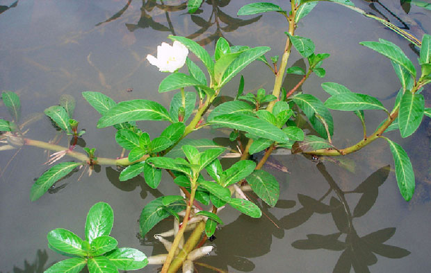 Rau dừa nước - Ludwigia adscendens.   (Nguồn: flickr.com)