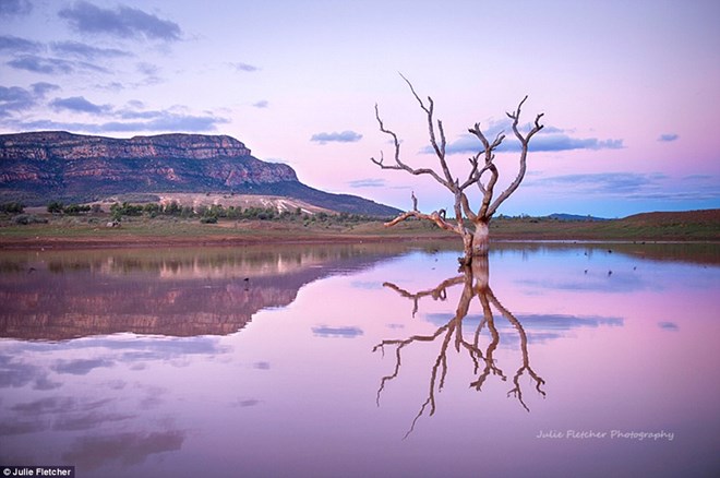 Fletcher ghi lại bức ảnh đáng kinh ngạc chụp một thân cây đơn độc và cái bóng của nó ở dãy Flinders, miền nam Australia.
