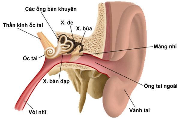 Cấu tạo của tai.