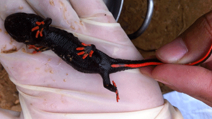 An orange-tailed Salamander was discovered in Nghe An. Photo: N.P