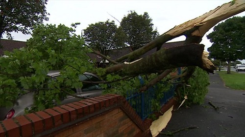 Trees were brought down by strong winds in Hull