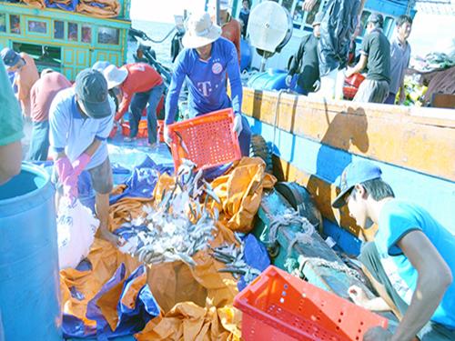   Delivering the fish to the buyers at sea