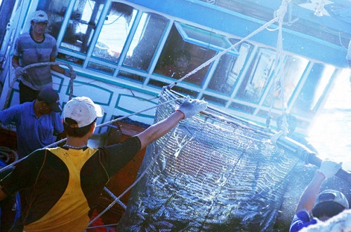  Loading a basket full of scad fish into a fishing boat