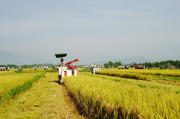 Máy móc cơ giới trên đồng ruộng Hòa Phong.