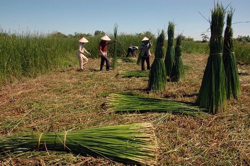  Many sedge-growing areas around the village ensure sufficient supplies for local producers