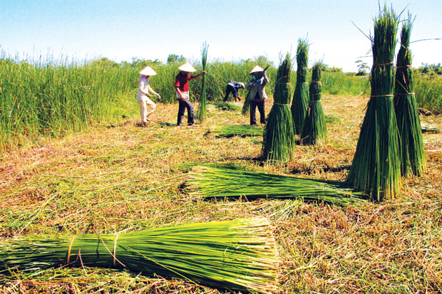 Thạch Tân có cánh đồng chuyên trồng cói để bảo đảm nguồn nguyên liệu cho làng nghề.