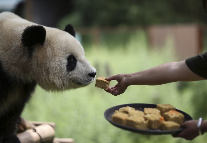 Một con gấu trúc ở vườn thú Côn Minh, tỉnh Vân Nam, Trung Quốc, cũng đón Trung thu theo cách riêng của mình. Ảnh: Reuters
