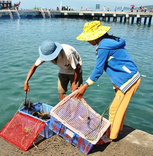  Sea urchins, one of the islands’ seafood specialities, being brought ashore 