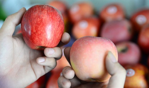 A fruit seller holds a U.S. apple (L) and a Chinese apple as she poses for a photograph in Ho Chi Minh City.