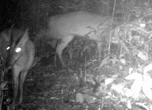 The Roosevelt’s muntjac which was discovered in the Xuan Lien Nature Reserve had been considered extinct since 1929.