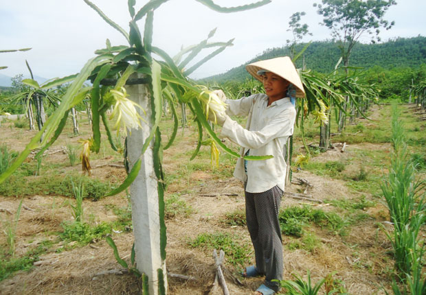 Trồng thanh long ruột đỏ ở thôn An Châu, xã Hòa Phú.                                  