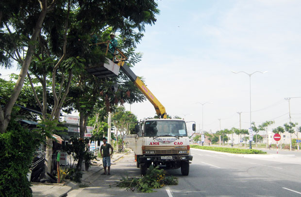 Công nhân Công ty Công viên - cây xanh cắt tỉa cành cây trên đường Trần Đại Nghĩa, quận Ngũ Hành Sơn.