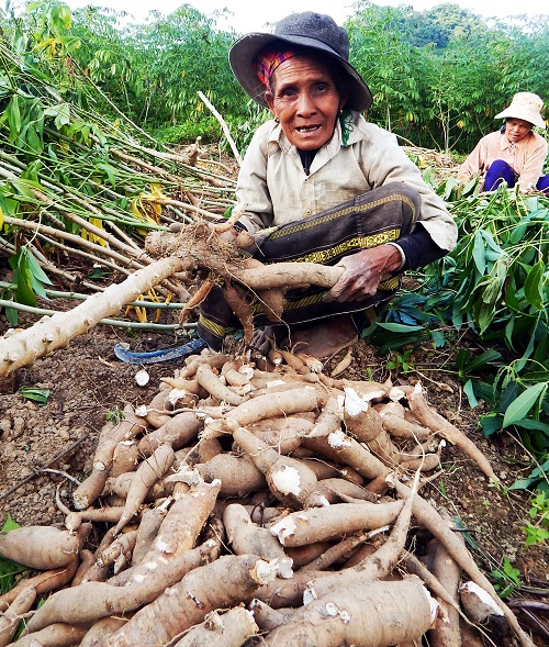   Two local women working in a cassava field