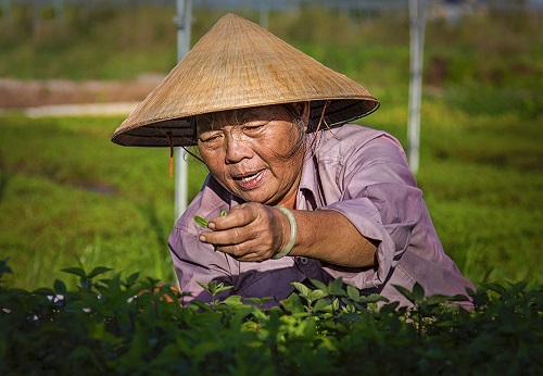 A local farmer taking care of fresh fragrant herbs before harvesting