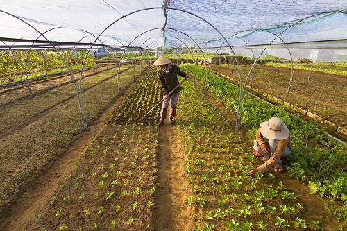     Working in a vine spinach garden