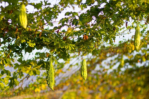   A bitter melon trellis weighed down with fruit