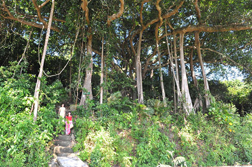 The thousand-year-old banyan tree on the Son Tra Peninsula
