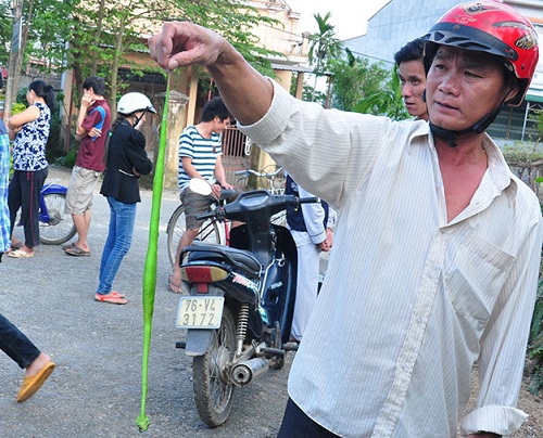 A Quang Ngai resident is shown holding a green snake he has killed. 