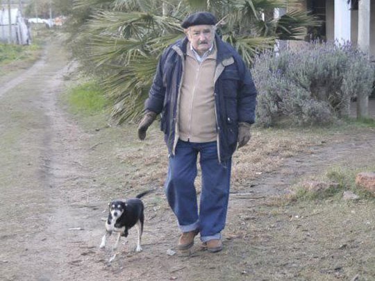 Một trong những vật nuôi được yêu quý nhất của Tổng thống Mujica là con chó 3 chân Manuela. Nó vẫn phát triển bình thường dù một chân trước bị mất. Cùng với những con khác trong đàn, chúng làm nhiệm vụ trông nom nơi ở của gia đình Tổng thống Mujica. Ảnh: Imgur.com