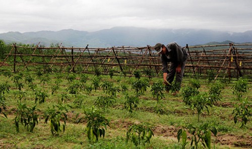 A field of vegetable grown under a Chinese-invested project in Hoa Vang District, the central city of Da Nang. This project has recently been stopped as its location is deemed sensitive to national defense.