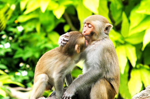   An image of touching maternal love taken on the Son Tra Peninsula