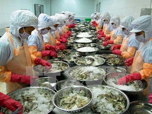A shrimp processing line in Ninh Thuan province 