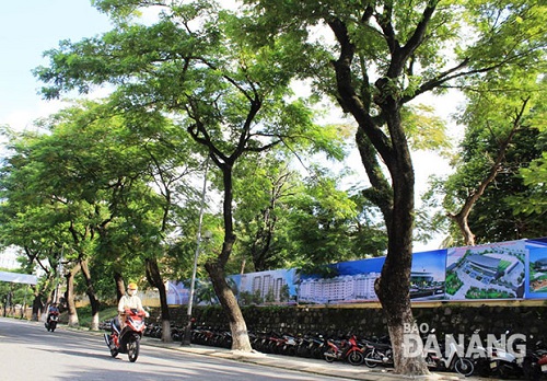      Old trees along the street…